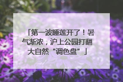 第一波睡莲开了！暑气渐浓，沪上公园打翻大自然“调色盘”