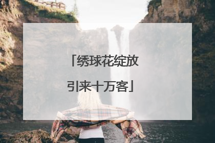 绣球花绽放 引来十万客