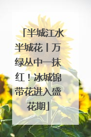 半城江水半城花丨万绿丛中一抹红！冰城锦带花进入盛花期