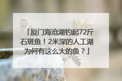厦门海沧湖钓起72斤石斑鱼！2米深的人工湖为何有这么大的鱼？