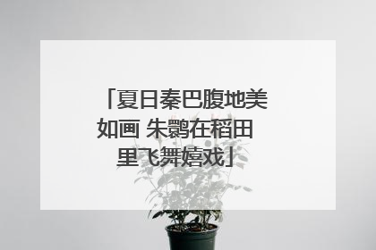 夏日秦巴腹地美如画 朱鹮在稻田里飞舞嬉戏