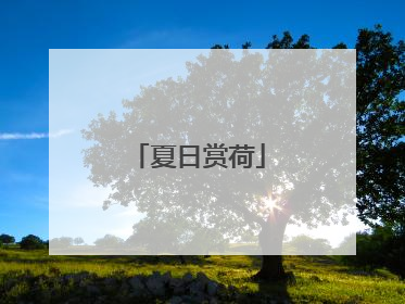 夏日赏荷