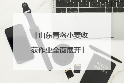 山东青岛小麦收获作业全面展开