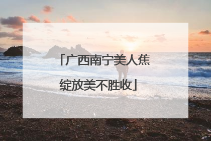 广西南宁美人蕉绽放美不胜收