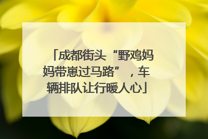 成都街头“野鸡妈妈带崽过马路”，车辆排队让行暖人心