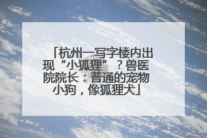 杭州一写字楼内出现“小狐狸”？兽医院院长：普通的宠物小狗，像狐狸犬