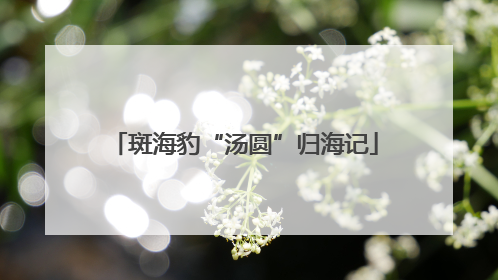斑海豹“汤圆”归海记