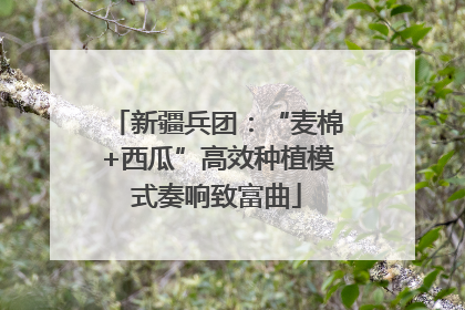 新疆兵团：“麦棉+西瓜”高效种植模式奏响致富曲