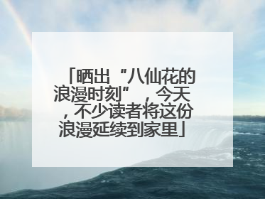 晒出“八仙花的浪漫时刻”，今天，不少读者将这份浪漫延续到家里