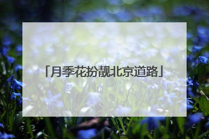 月季花扮靓北京道路