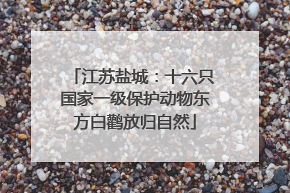 江苏盐城：十六只国家一级保护动物东方白鹳放归自然