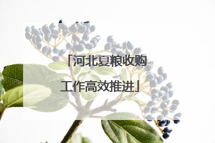 河北夏粮收购工作高效推进