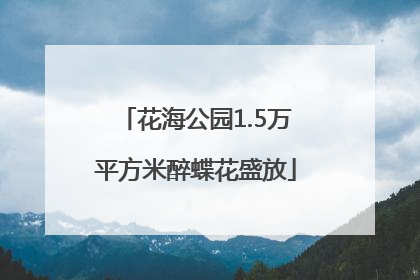 花海公园1.5万平方米醉蝶花盛放