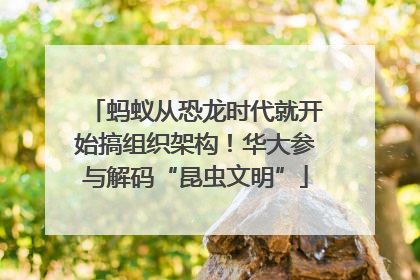 蚂蚁从恐龙时代就开始搞组织架构！华大参与解码“昆虫文明”