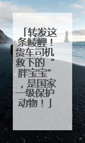 转发这条鲮鲤！货车司机救下的“胖宝宝”，是国家一级保护动物！