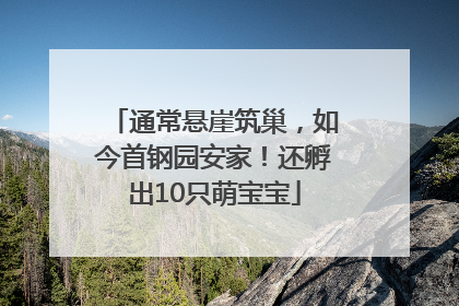 通常悬崖筑巢，如今首钢园安家！还孵出10只萌宝宝