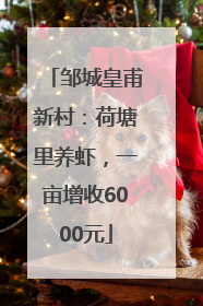 邹城皇甫新村：荷塘里养虾，一亩增收6000元