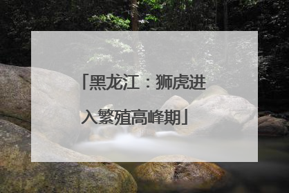 黑龙江：狮虎进入繁殖高峰期